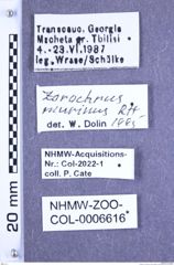 Etiketten zu Zorochros murinus (Reitter, 1895) (NHMW-ZOO-COL-0006616)